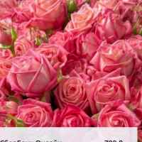 airy frilansf09f938df09f929b 67e136e2bf46c