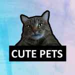 cute pets 67e2a7961cba3