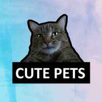 cute pets 67e2a7961cba3