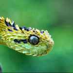 czarstvo reptilijf09f90a2f09f908df09fa68ef09f908a 67dd9a5467675