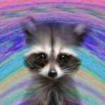digital raccoon 67ded013aa923