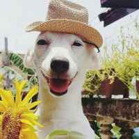 funny animals f09f958a 67e2a6df3e7c7