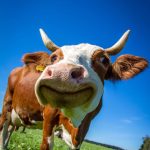 korovy i priklyucheniya 67dd38c379e6a