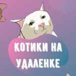 kotiki na udalenke 67dfff375800c