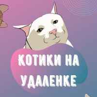 kotiki na udalenke 67dfff375800c