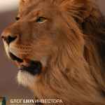 lioninvest 67e3b7cab8b3c