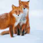 lisichki v telegram hitrosti 67dd9f0bd31fe