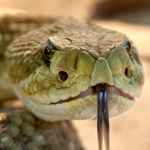 mir zmej world of snakes 67dd9ba766f46