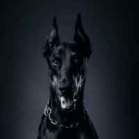 underdog 67e3b96ec5979
