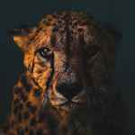 wild life f09fa685 67dd97b2c7d8c