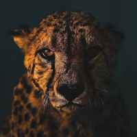 wild life f09fa685 67dd97b2c7d8c