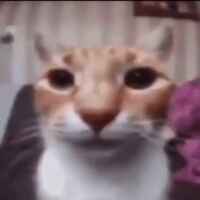 КРУГЛЯШИКИ 67f55fa4d554f.jpeg