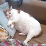 мод на рабочий тик ток 67f77d4d38392.jpeg