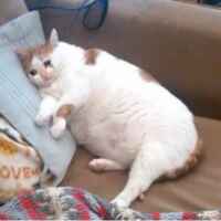 мод на рабочий тик ток 67f77d4d38392.jpeg